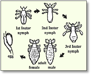 life cycle of head lice